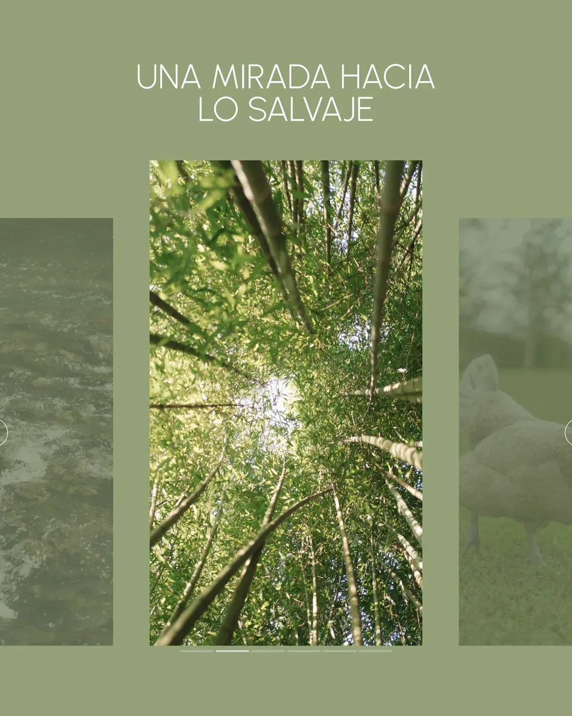 Pieza de dirección de arte de El Molino de Bonaco con vegetación